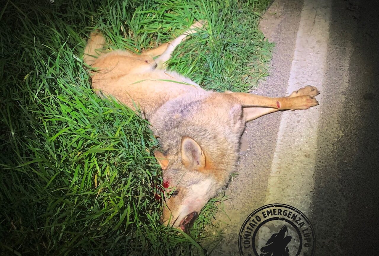 Carcassa di lupo lungo la SR71, il Comitato Emergenza Lupo: “Quando ci scapperà il morto?”