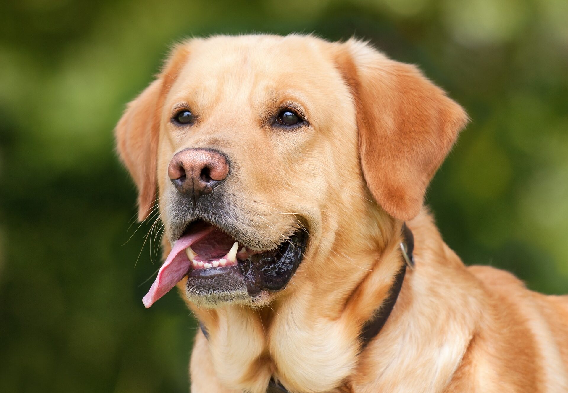 L’alimentazione corretta come elemento cardine per il benessere del cane