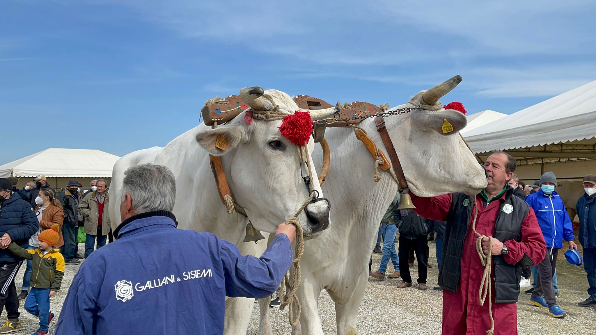 Cortona, è tutto pronto per la nuova edizione della Mostra dei bovini di razza Chianina