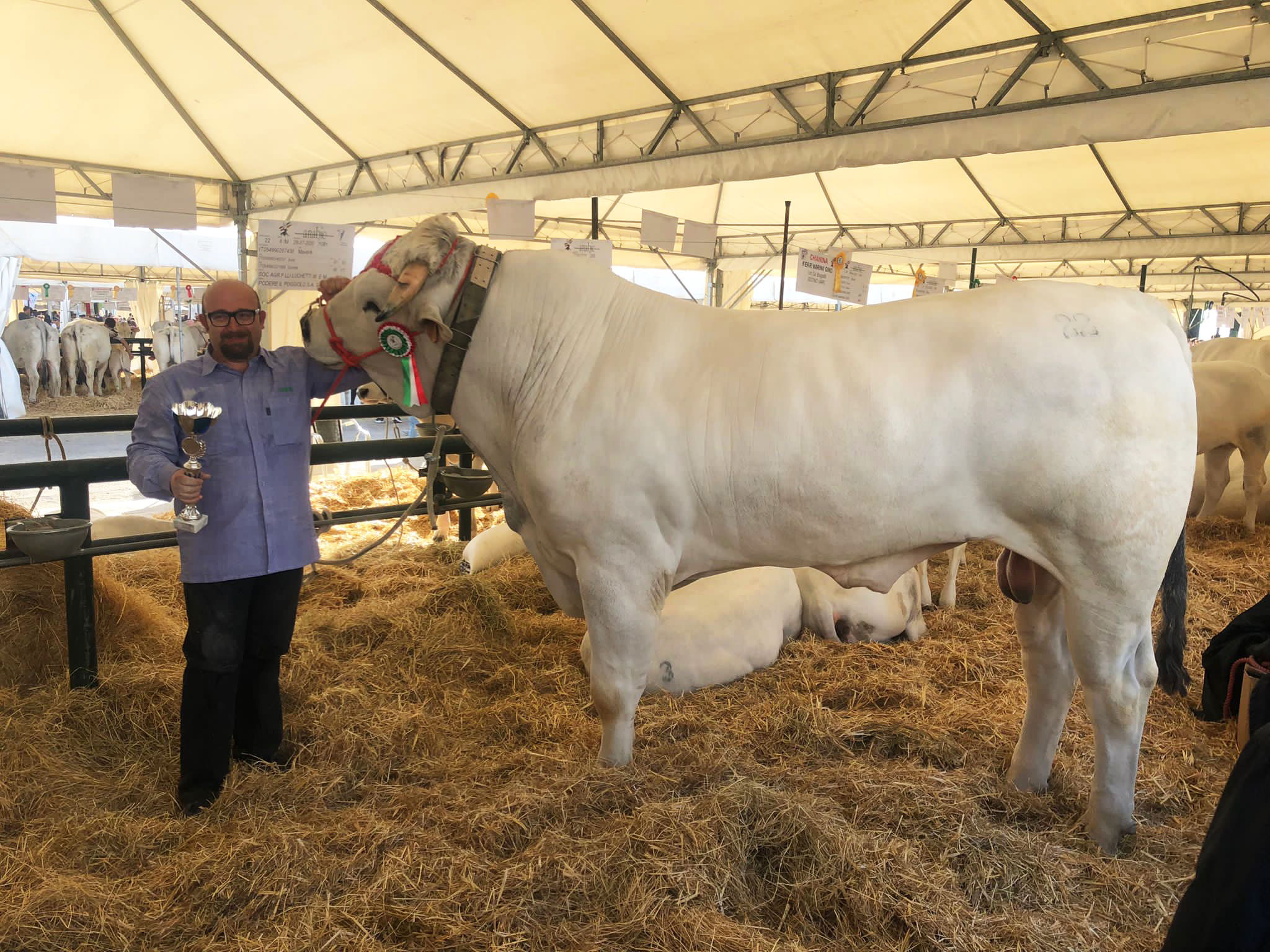 Mostra Nazionale Bovini di Razza Chianina: 1° premio di categoria al campione italiano Maverick Mostra Nazionale Bovini di Razza Chianina: 1° premio di categoria al campione italiano Maverick