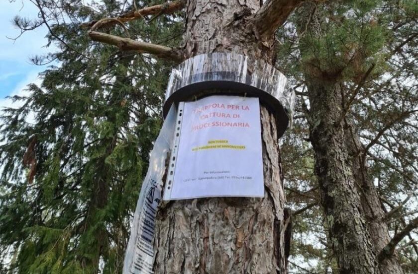 Sansepolcro, interventi per la rimozione dei nidi delle processionarie