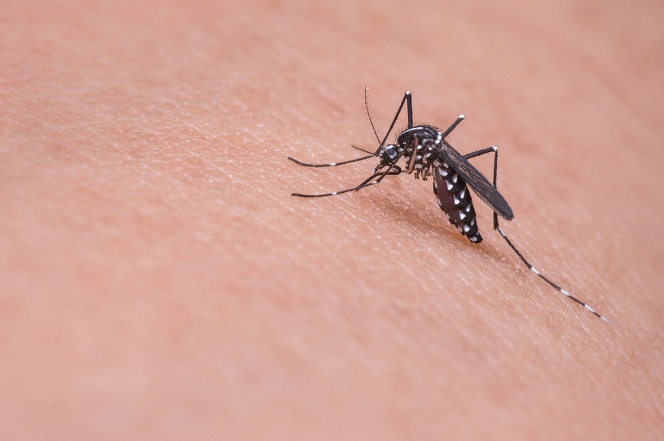 Ancora un caso di Virus Dengue al San Donato