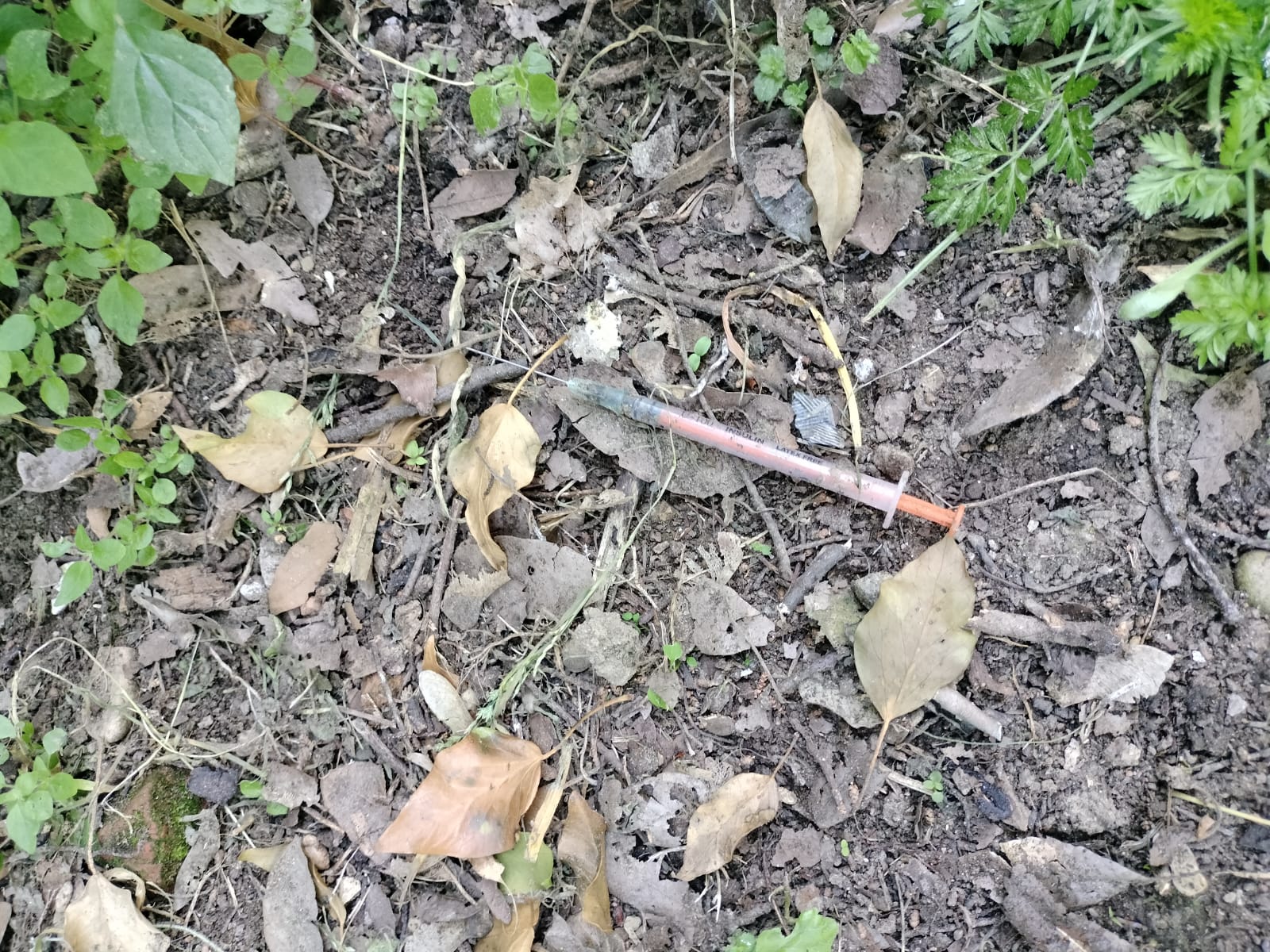 Al parco del Pionta una “discarica di siringhe” Al parco del Pionta una “discarica di siringhe”