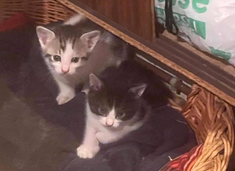 Una mamma gatta ha portato i suoi due micetti in una casa: adesso cercano l’amore di qualcuno