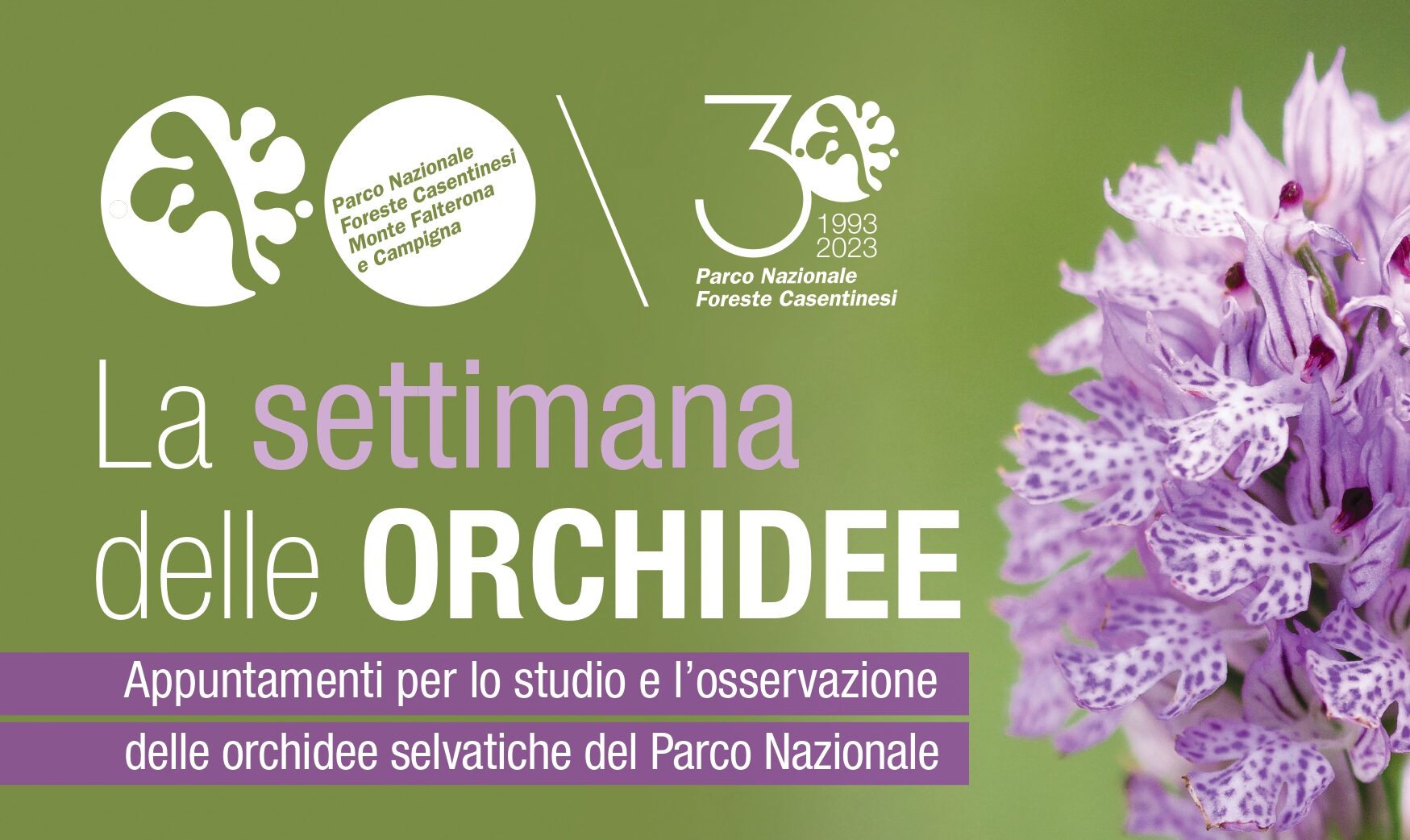 Dal 22 al 28 maggio nelle Foreste casentinesi la “Settimana delle orchidee selvatiche”