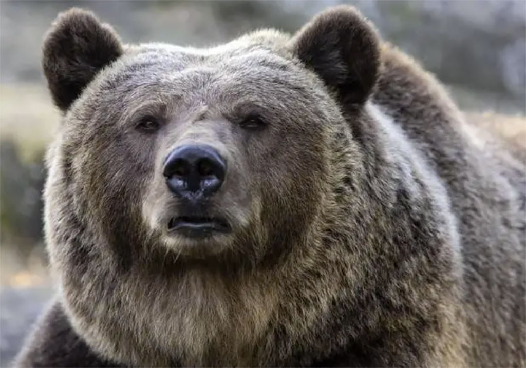 Leal ha le prove, JJ4 è innocente! La perizia veterinaria forense la scagiona