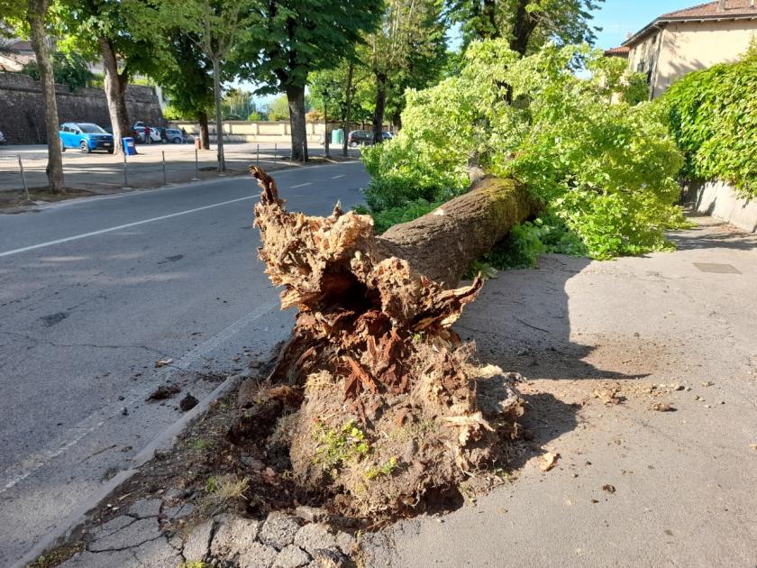 Verde pubblico, Innocenti: “Sicurezza e riqualificazione ambientale vanno di pari passo”